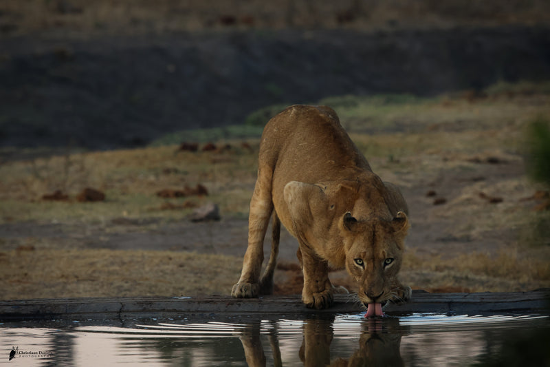 Lion Drinking Canvas Print